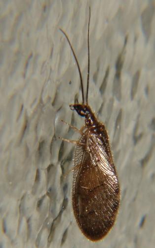 Sympherobius elegans